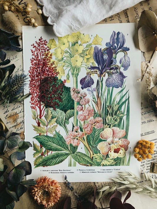 Vintage 1960’s Floral Bookplate ~ Iris