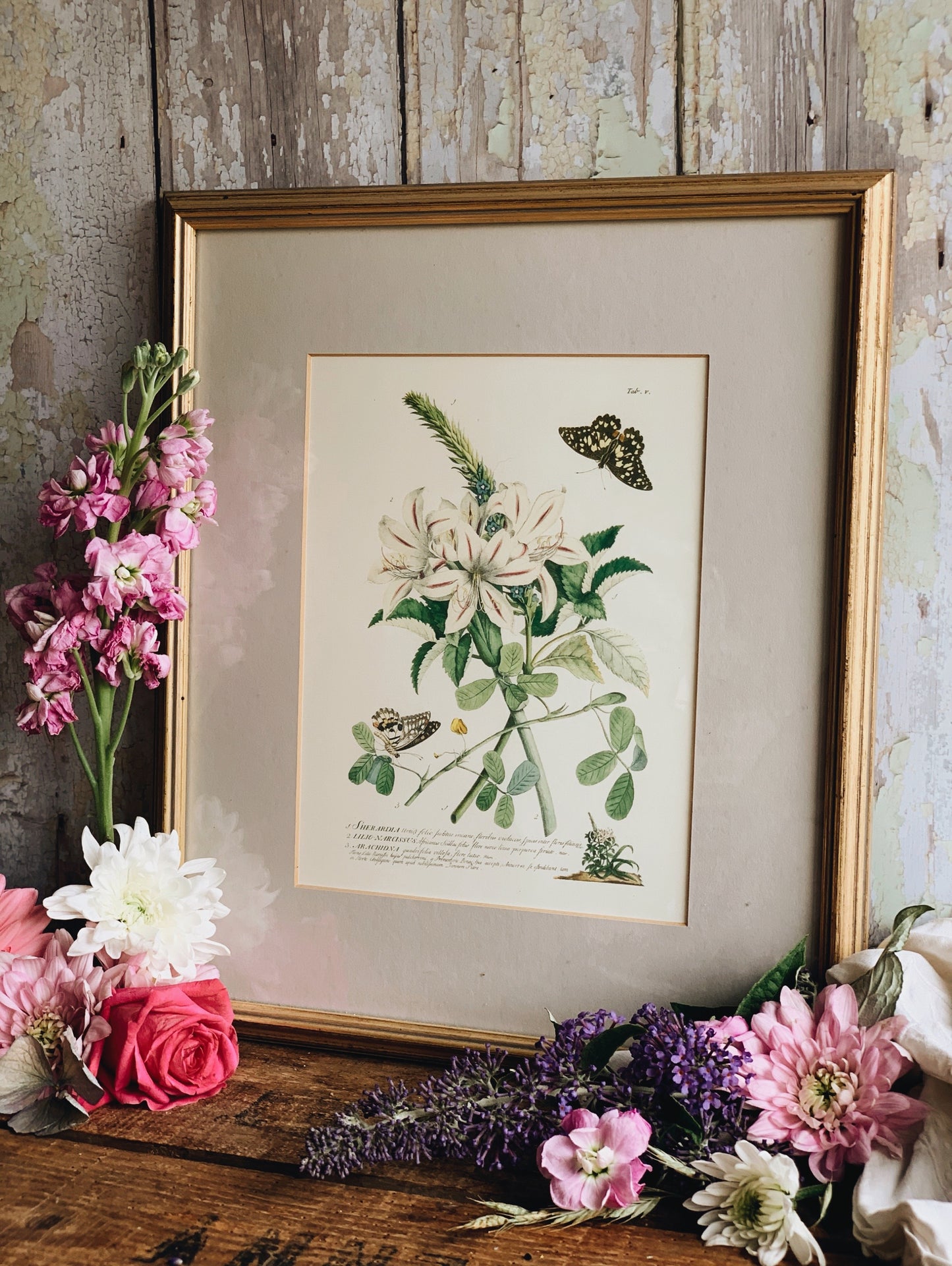 Vintage Butterfly & Floral Print (UK SHIPPING ONLY)