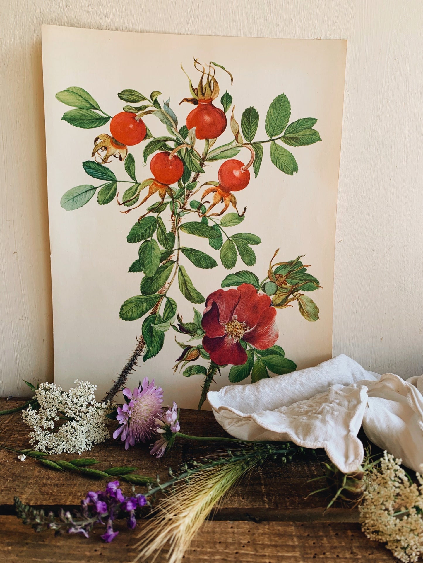 Vintage Robus Bramble Rose Illustration Bookplate