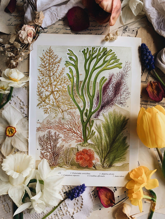 Vintage 1960’s Seaweed Bookplate