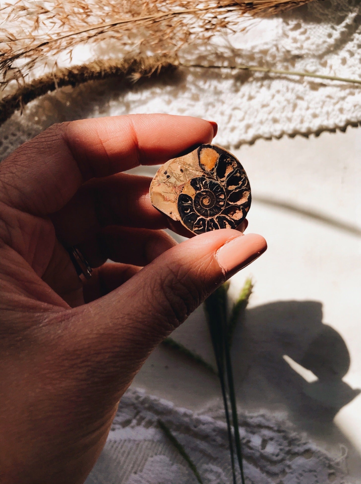 Hematite Ammonite Fossil - Stone & Sage 