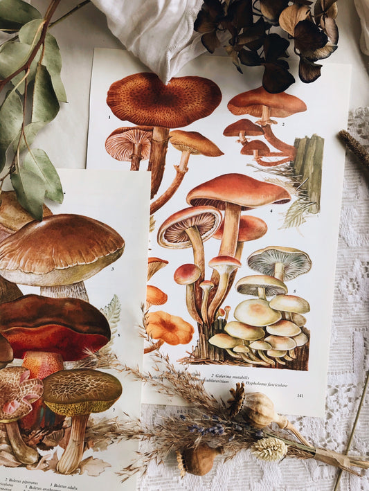 Three Vintage Mushroom Variety Bookplates