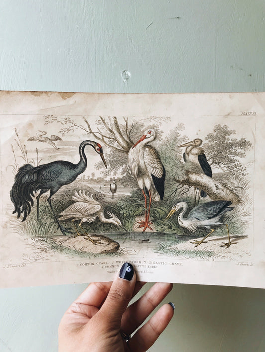 Vintage 18th Century Stork & Crane Bookplate - Stone & Sage 
