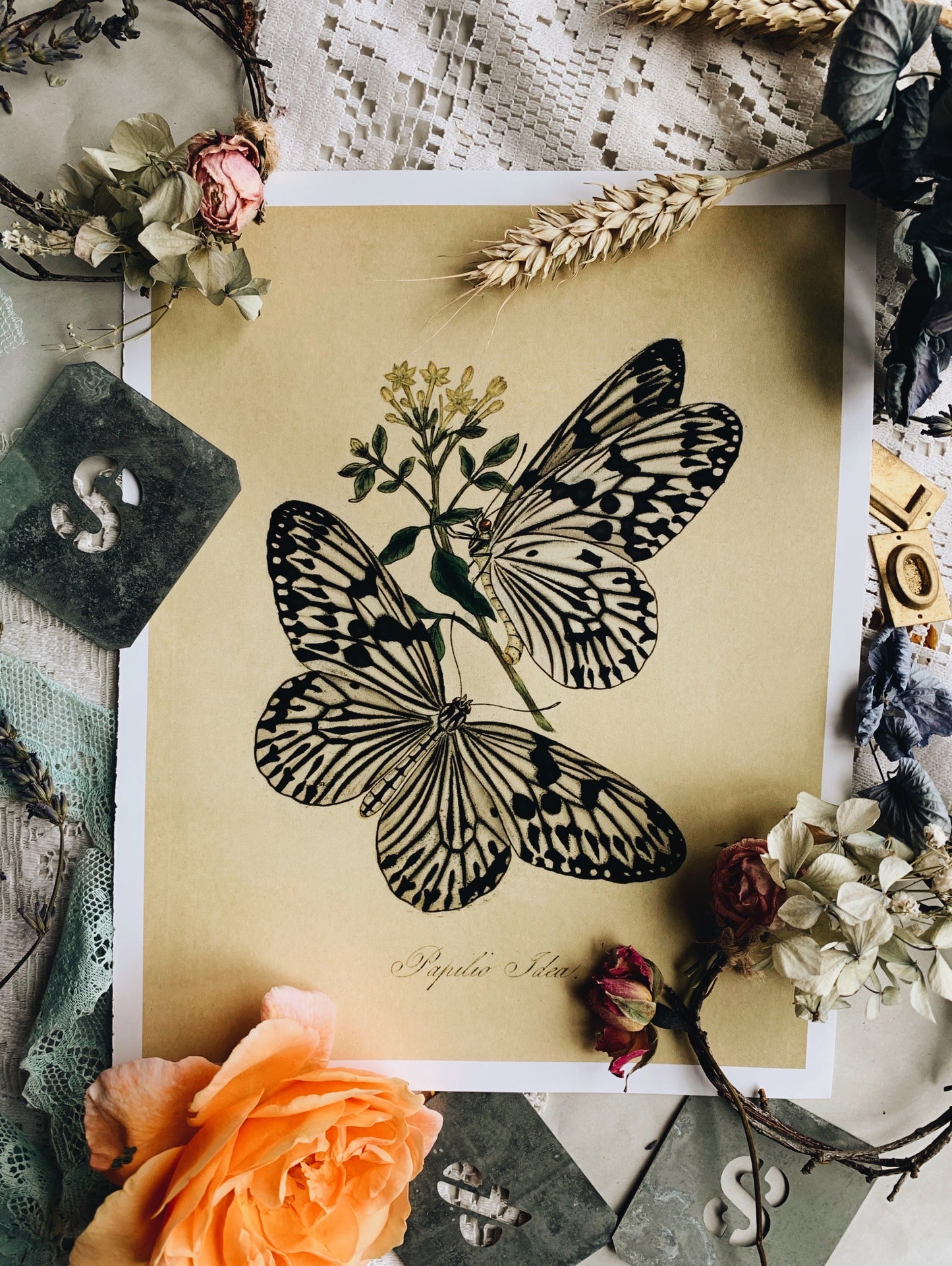 Vintage Style Butterfly Print
