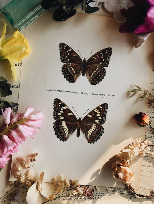 Vintage 1960’s Butterfly Lithograph Print
