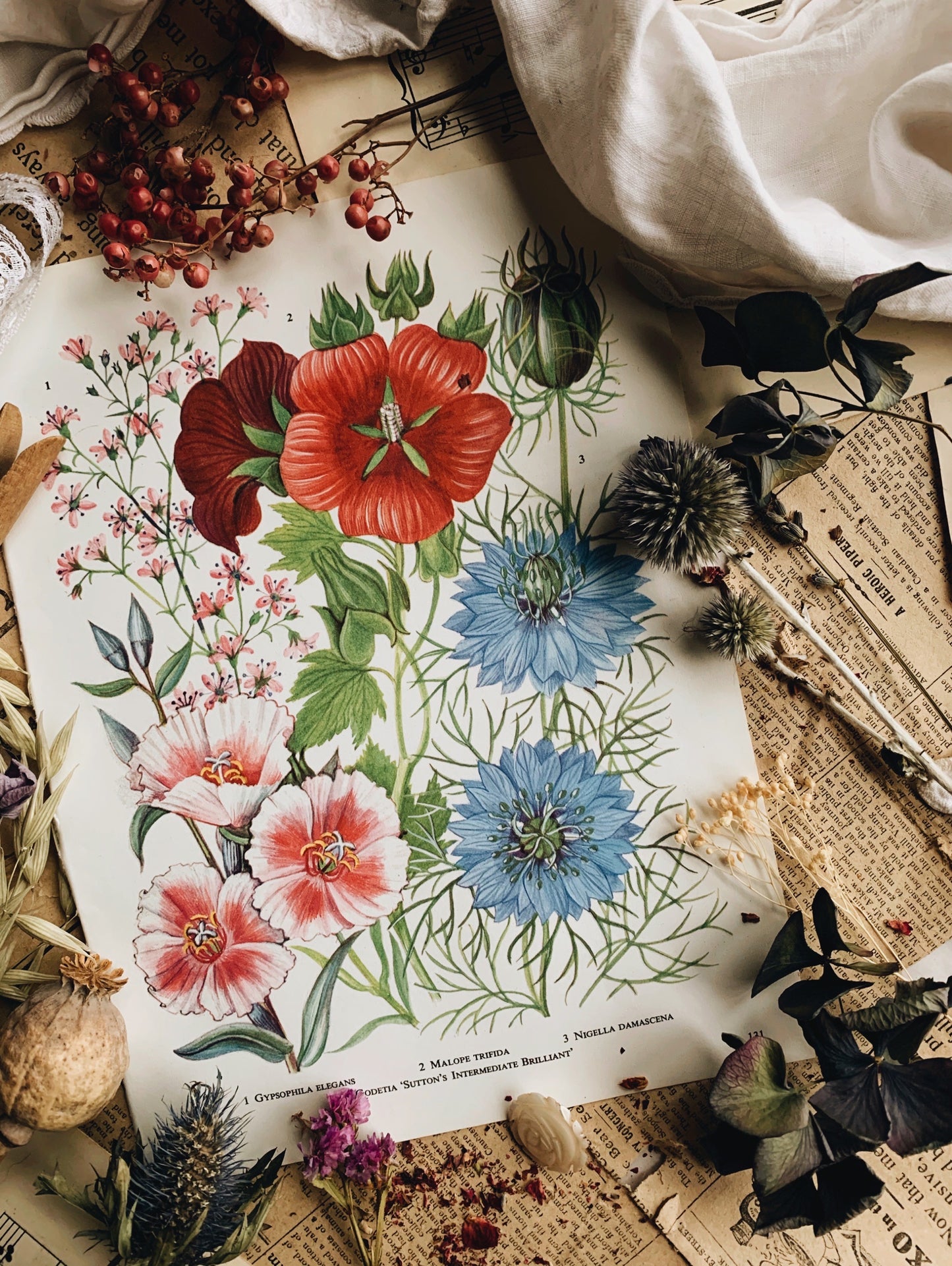 Vintage 1960’s Floral Garden Bookplate ~ Nigella damascena