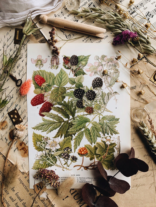 Vintage 1960’s Blackberry & Berries Bookplate