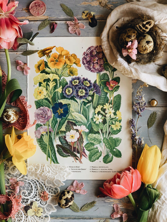 Vintage 1960’s Spring Blooms Bookplate