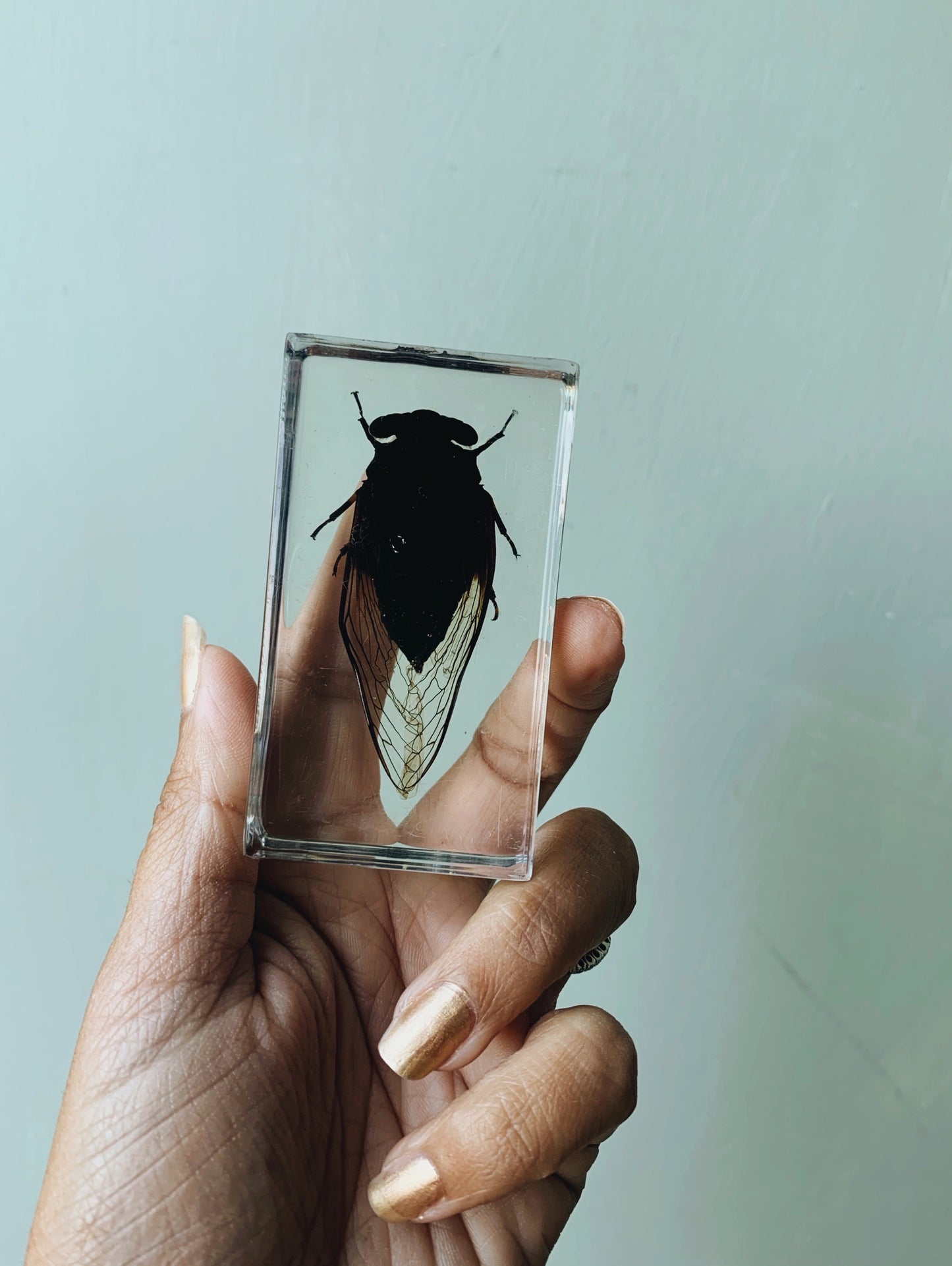 Vintage Taxidermy Insect / Bug / Beetle in Resin