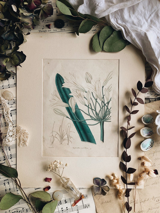 Antique Agapanthus Print