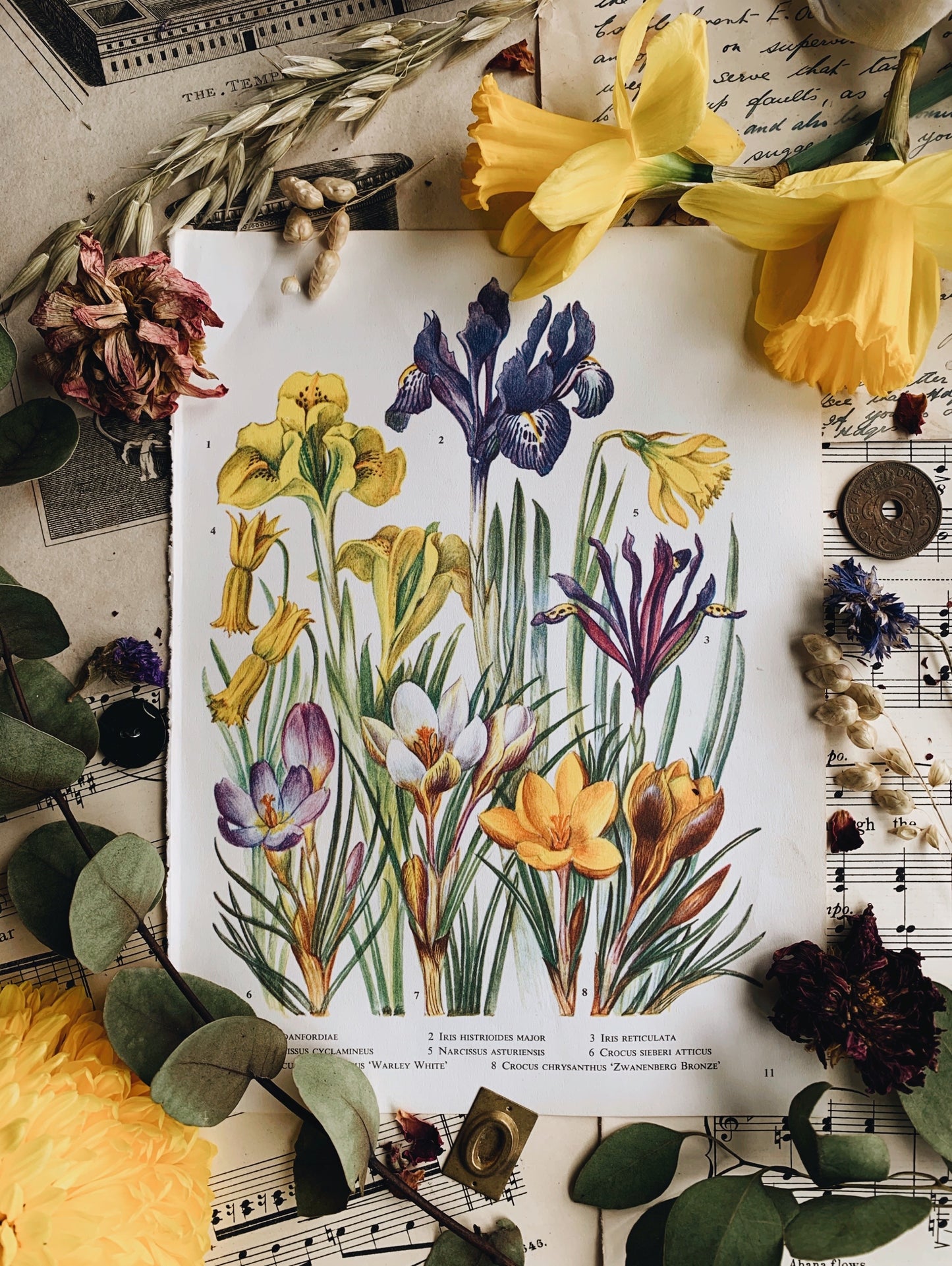 Vintage 1960’s Garden Bookplate ~ Iris