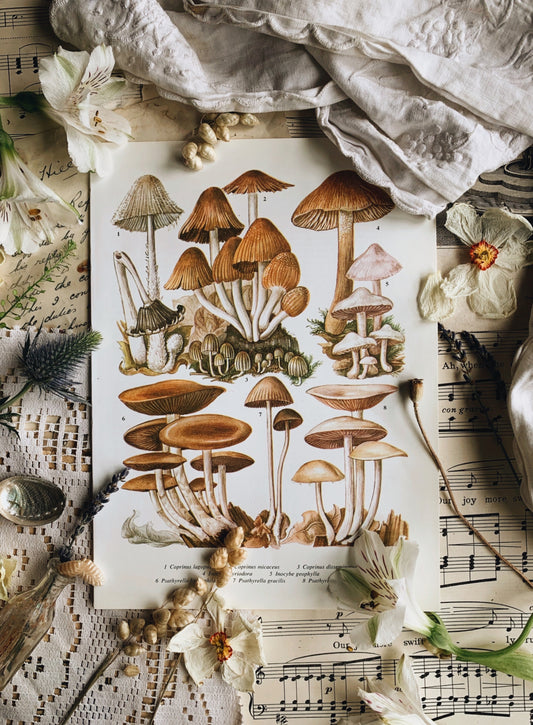 Vintage 1960’s Mushroom Bookplate