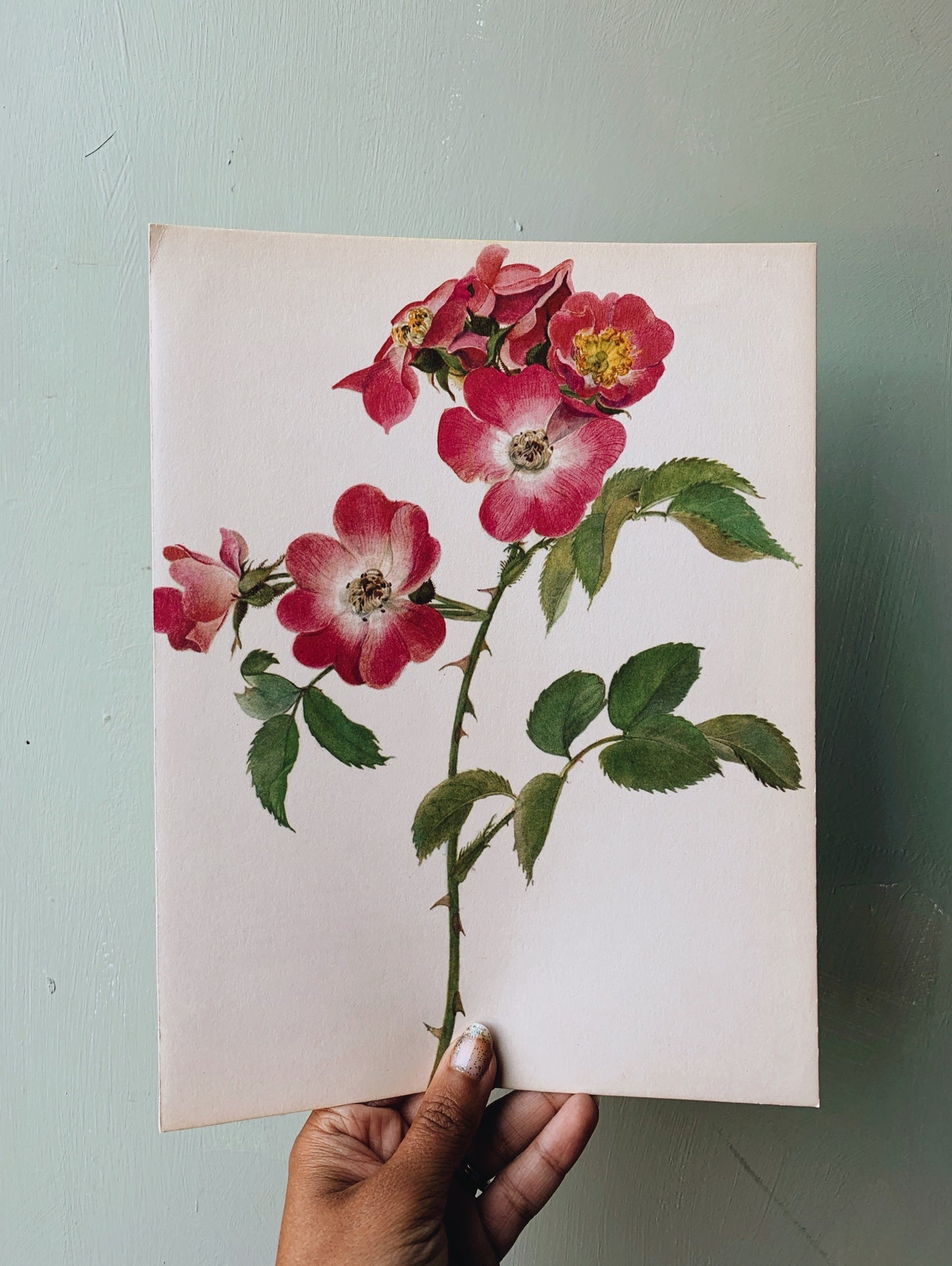 Vintage Rose Illustration Bookplate 1