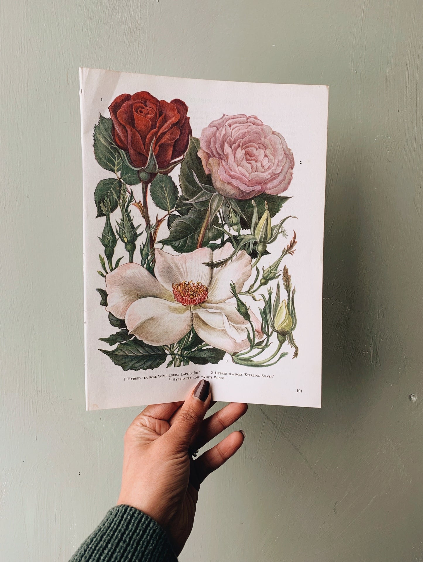 Vintage 1960’s Floral Bookplate ~ Tea Rose