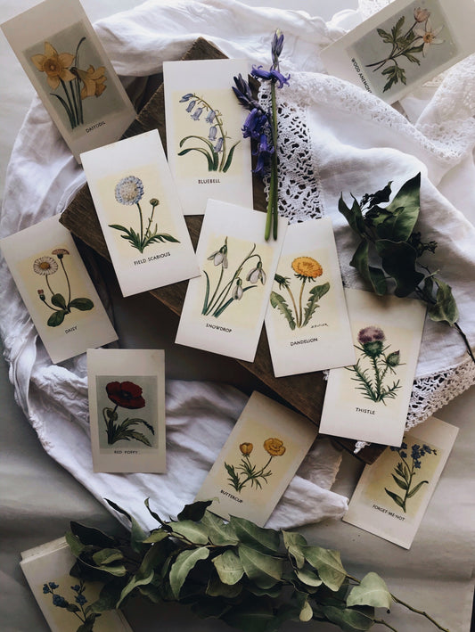 Vintage Observer Fredrick Warne Illustration Wild Flower Cards - Stone & Sage 