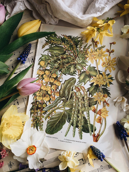 Vintage 1960’s Floral Bookplate ~  chimonanthus