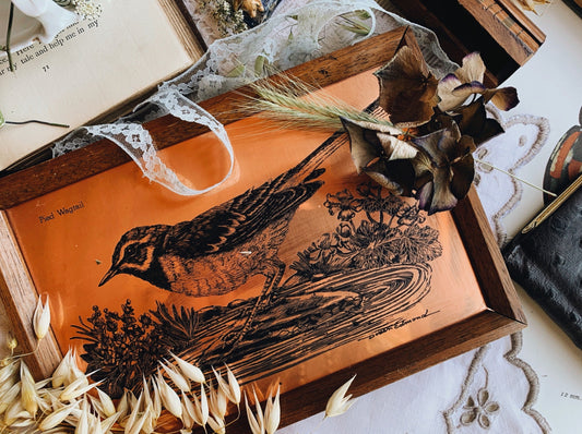 Vintage Copper Pied Wagtail Artwork