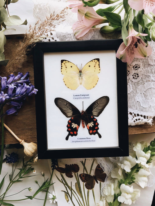 Taxidermy Butterflies ~ common Rose & lemon emigrant - Stone & Sage 