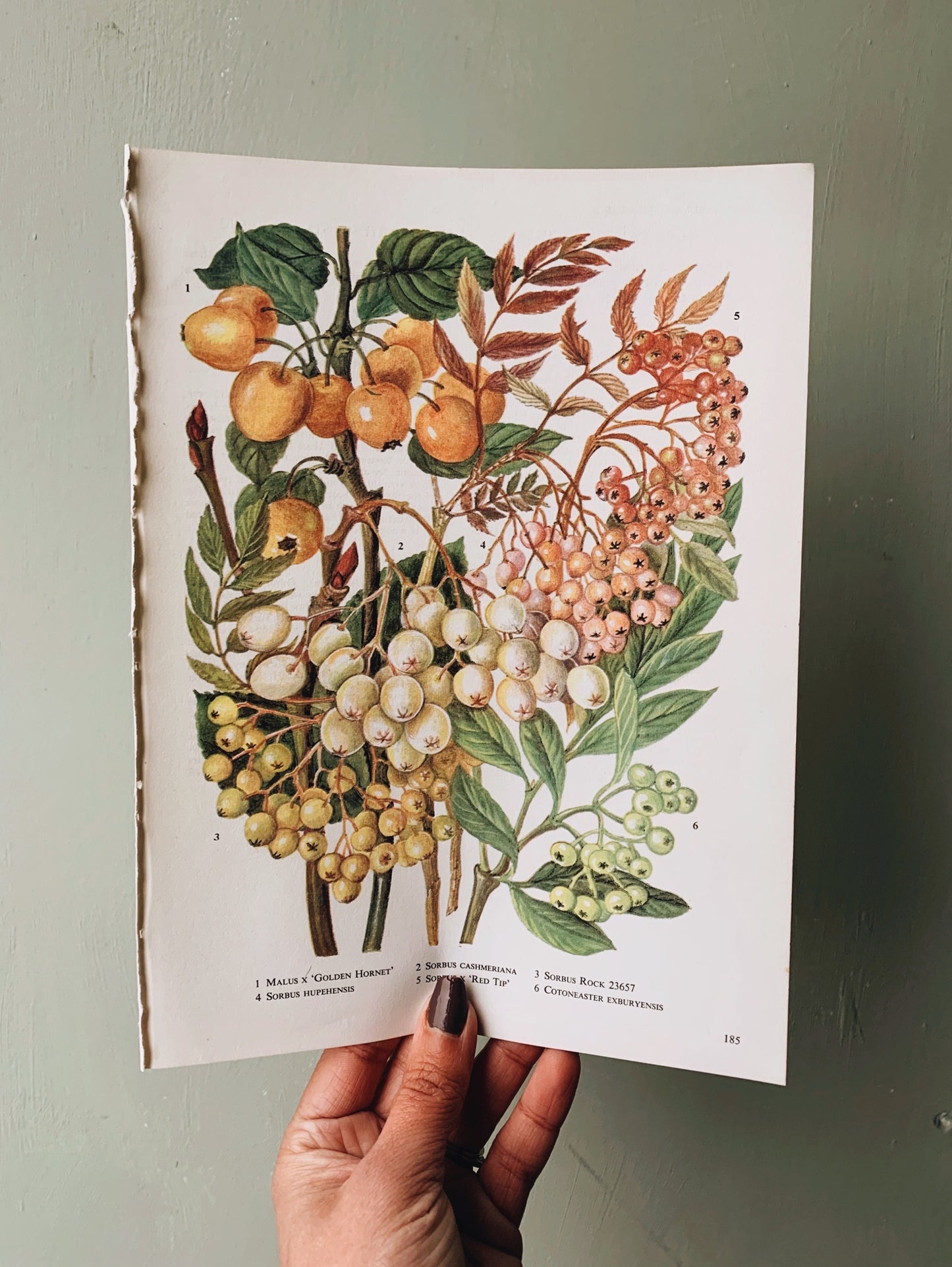 Vintage 1960’s Floral Bookplate ~ Golden Hornet & Berries