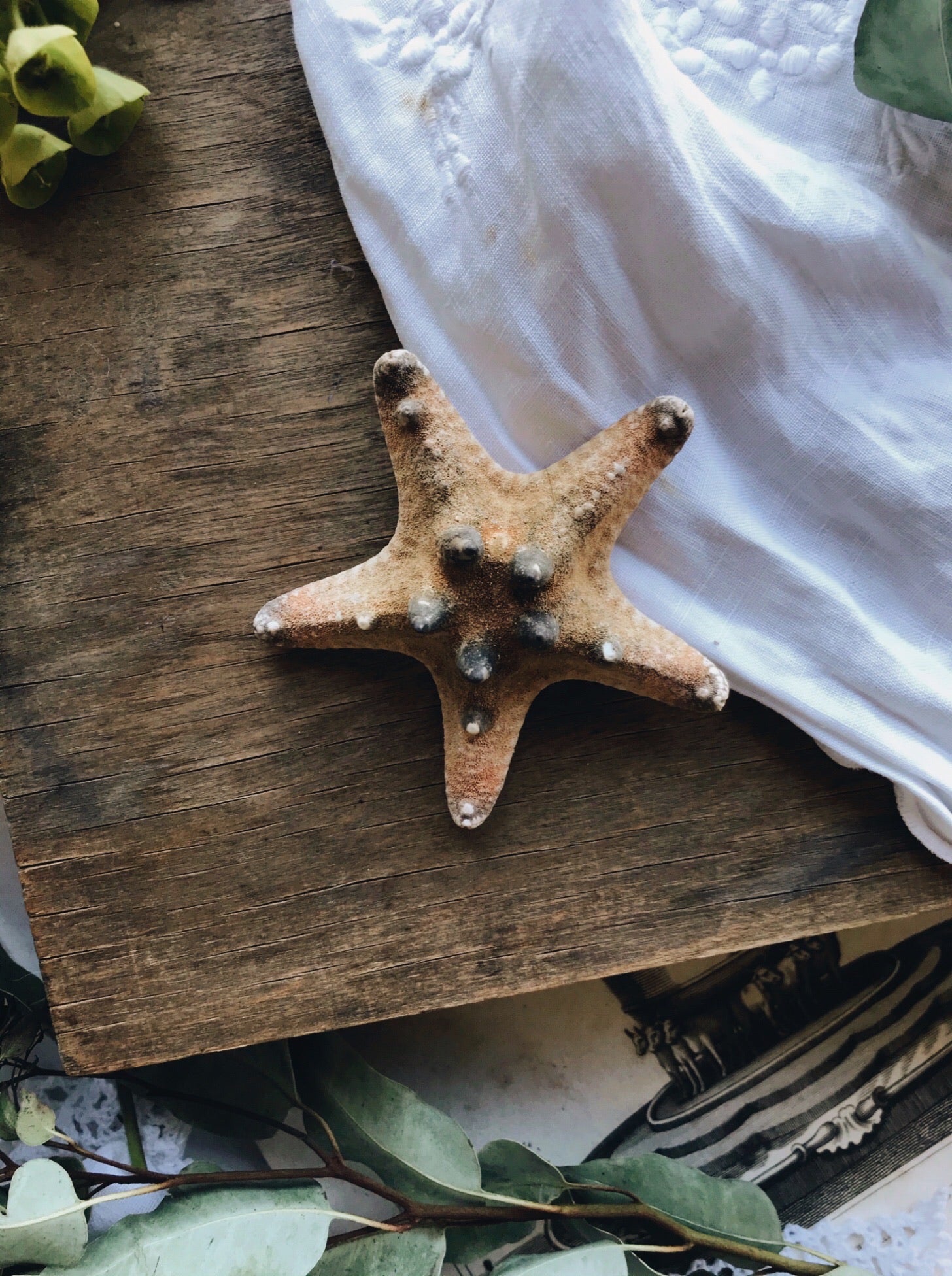 Star Fish - Stone & Sage 