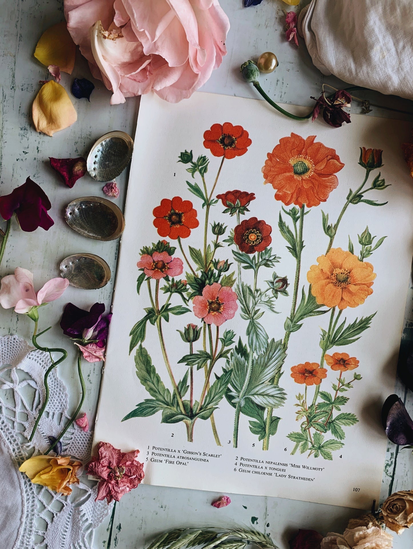 Vintage 1960’s Potentilla Floral Bookplate
