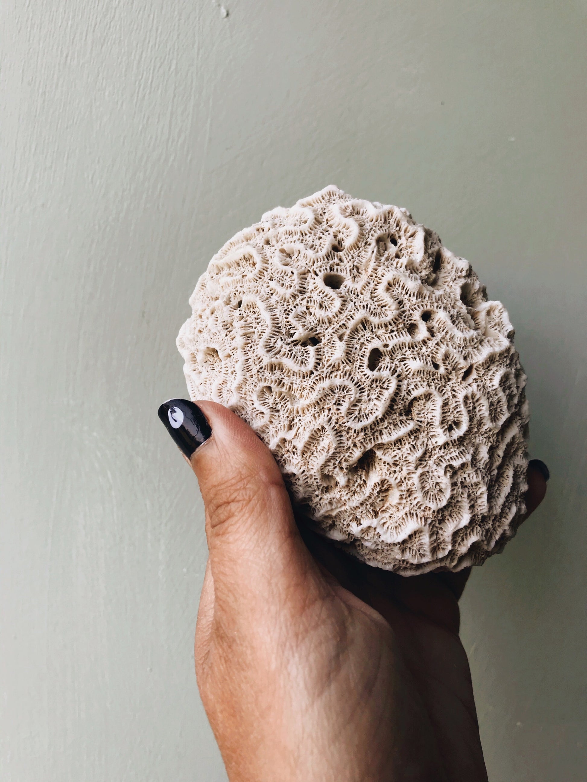 Vintage Large Flat Brain Coral - Stone & Sage 