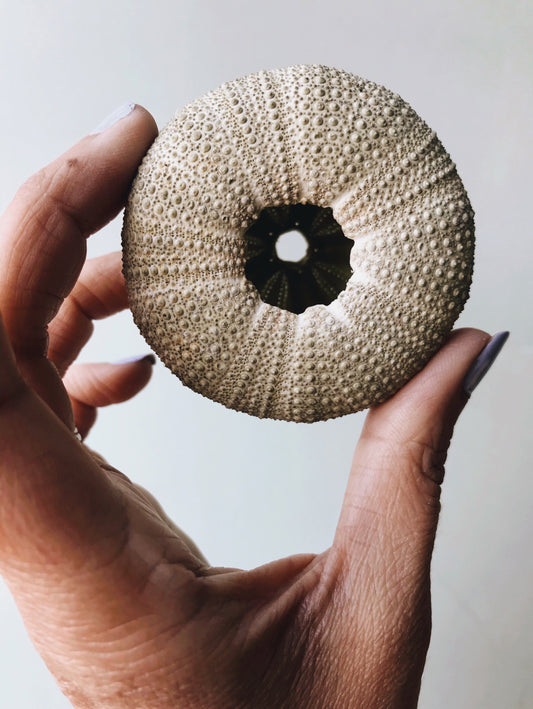 Green Urchin - Stone & Sage 