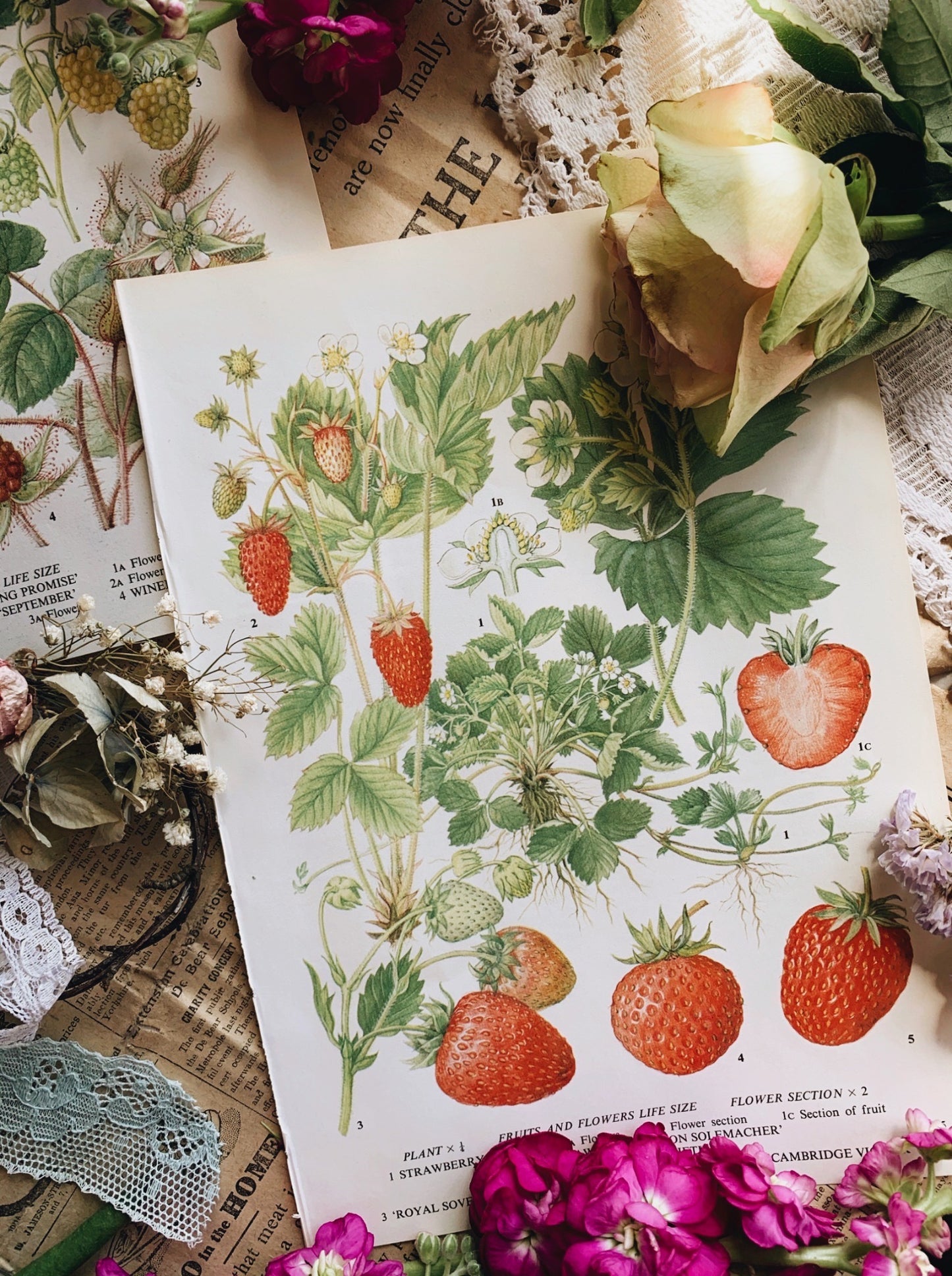 Vintage Summer Strawberry & Raspberry Bookplates