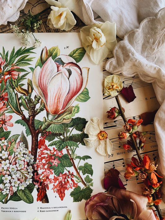 Vintage 1960’s Magnolia Bookplate