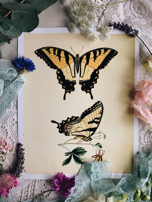 Vintage Style Butterfly Print