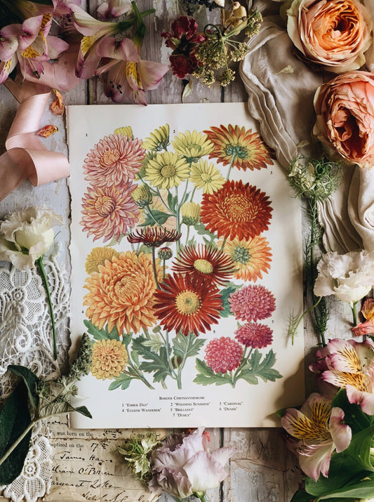 Vintage 1960’s Garden Flower Bookplate ~ chrysanthemum