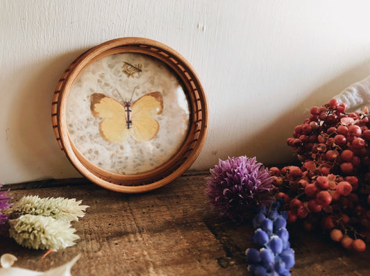 Retro Butterly Coaster - Stone & Sage 
