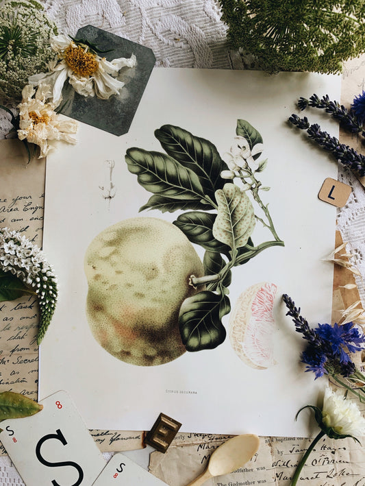 Vintage Style Botanic Print