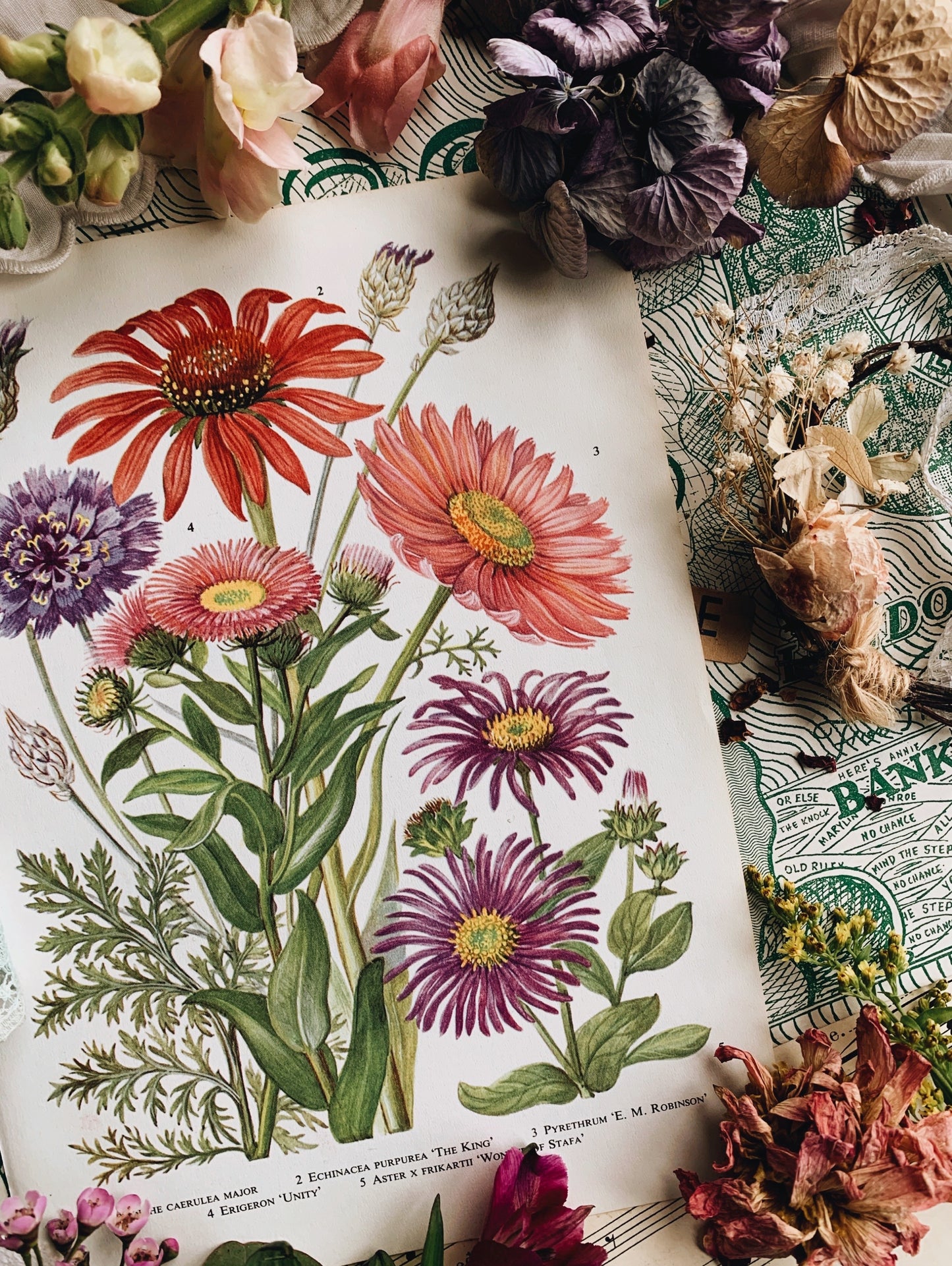 Vintage 1960’s Floral Bookplate ~ Echinacea