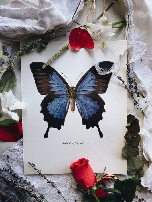 Vintage 1960’s Butterfly Print 2