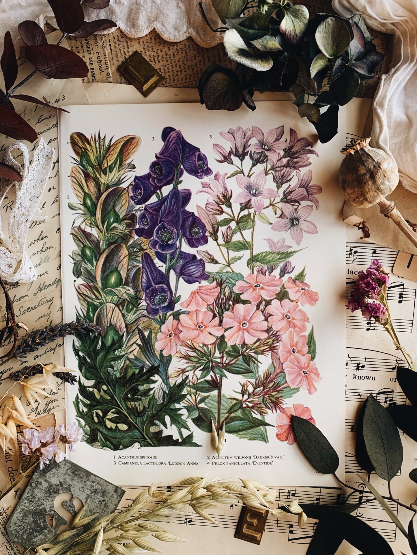 Vintage 1960’s Floral Bookplate ~ campanula lactiflora