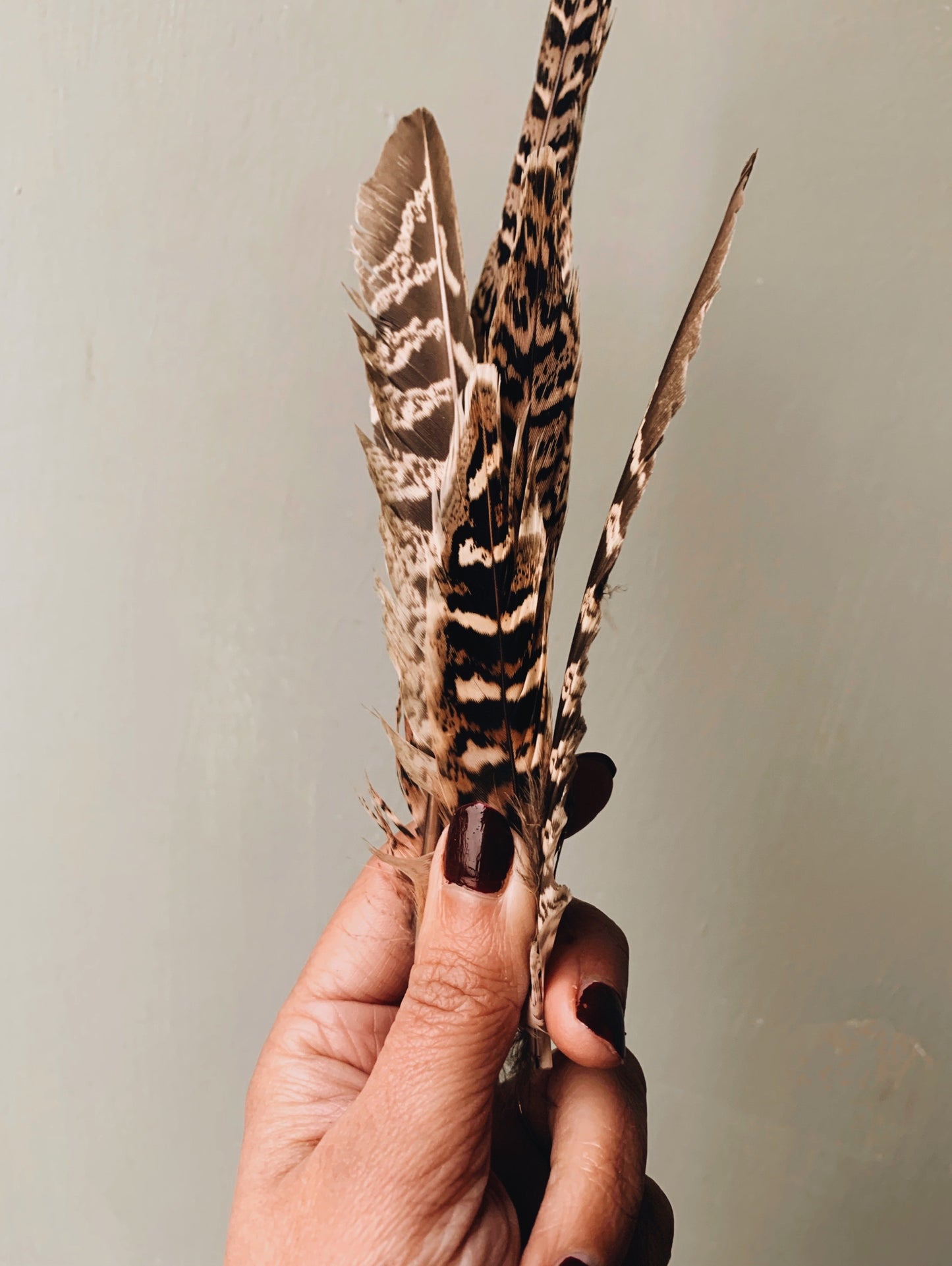 A Pair of Male & Female Pheasant Feathers