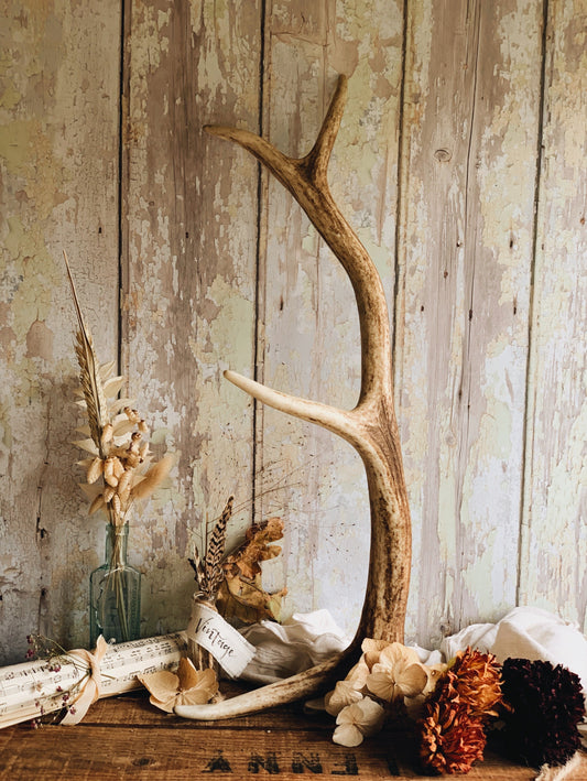 Large Stag Antler (taxidermy) UK SHIPPING ONLY