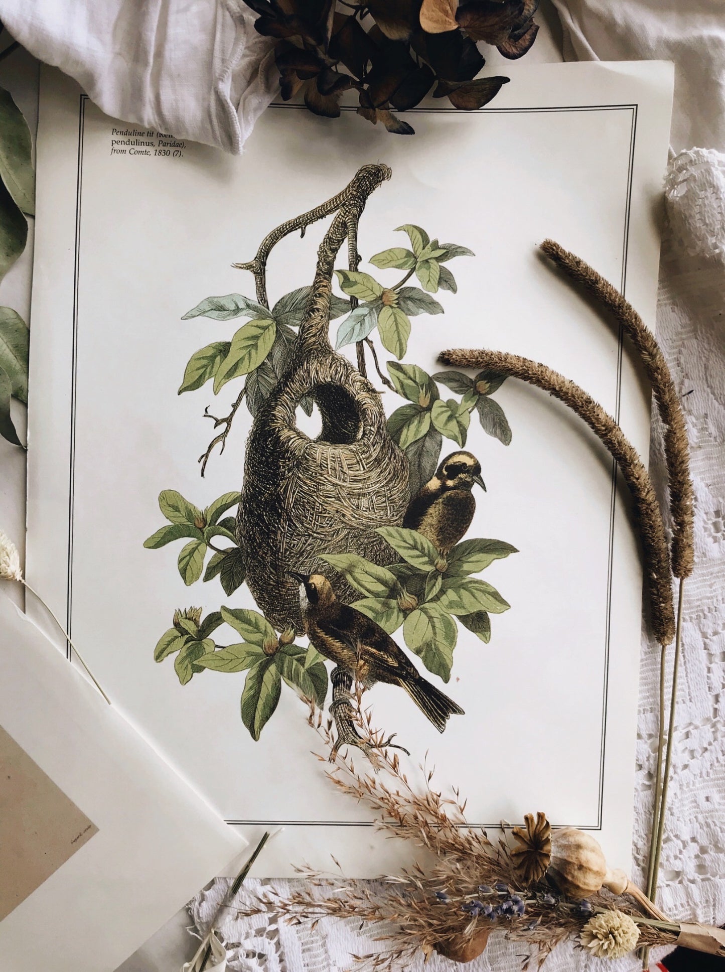 Antique Birds Duo illustrative Bookplates