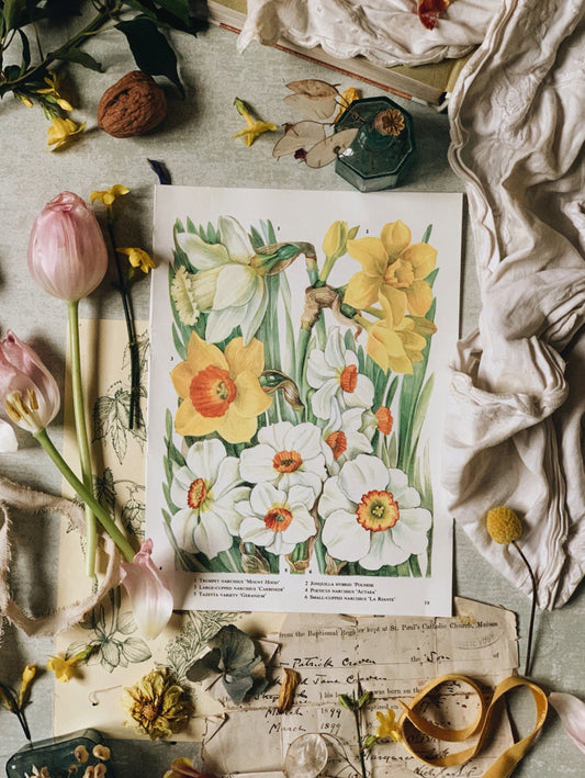 Vintage 1960’s Daffodil Bookplate