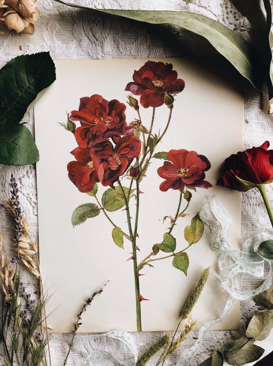 Vintage 1960’s Rose Botanical Print