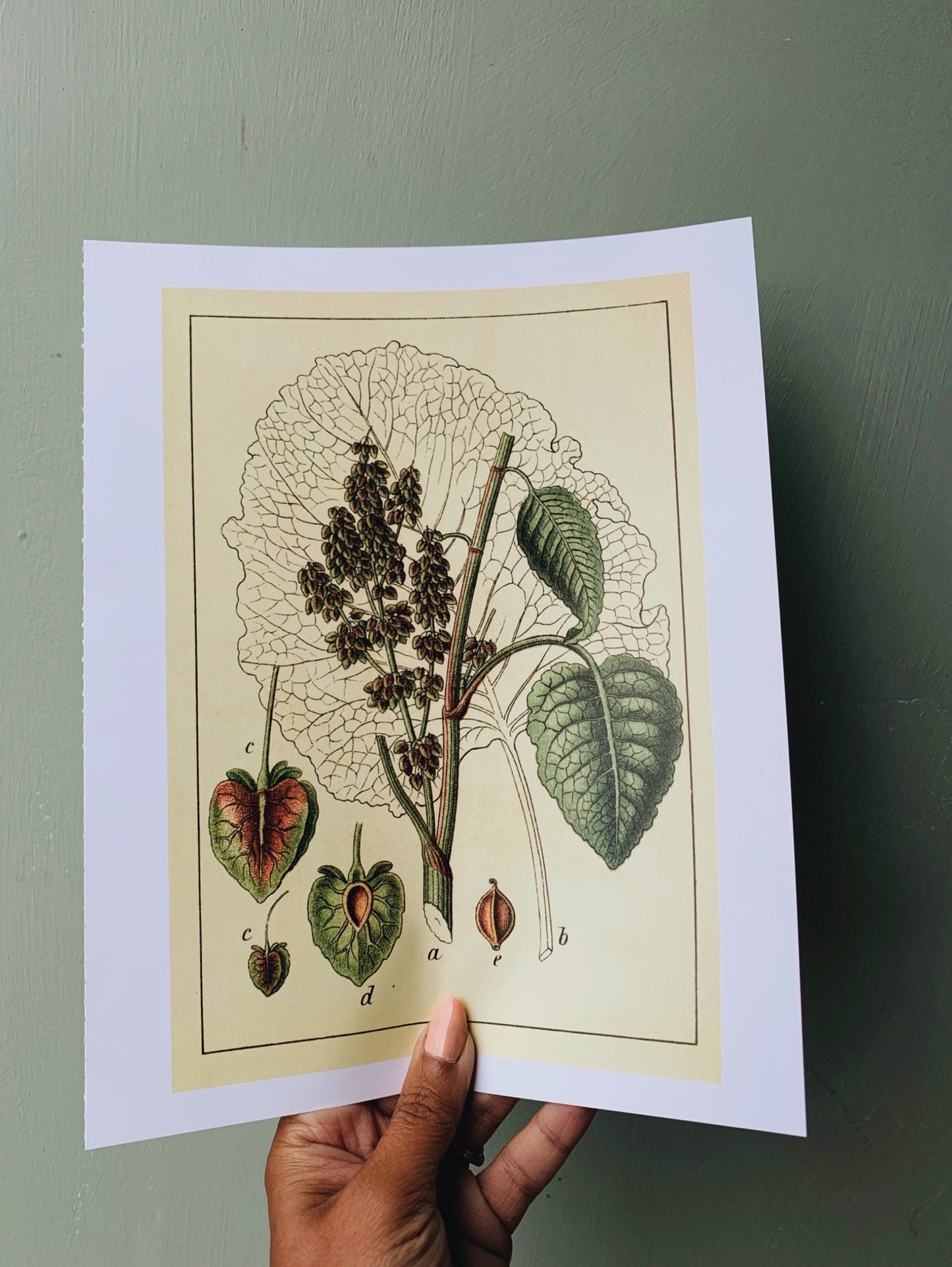 Vintage Style Botanic Print
