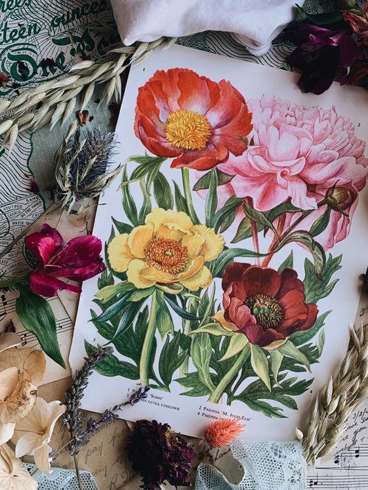 Vintage 1970’s Peony Floral Bookplate