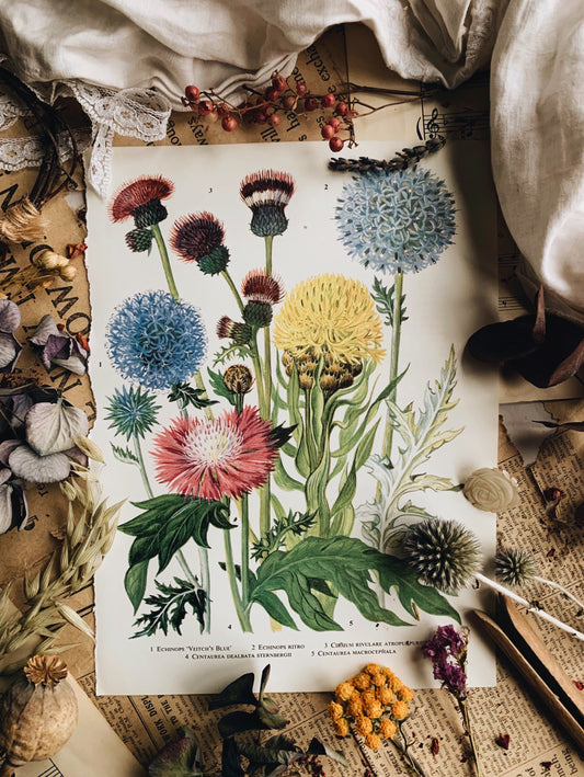 Vintage 1960’s Floral Garden Bookplate ~ Echinops