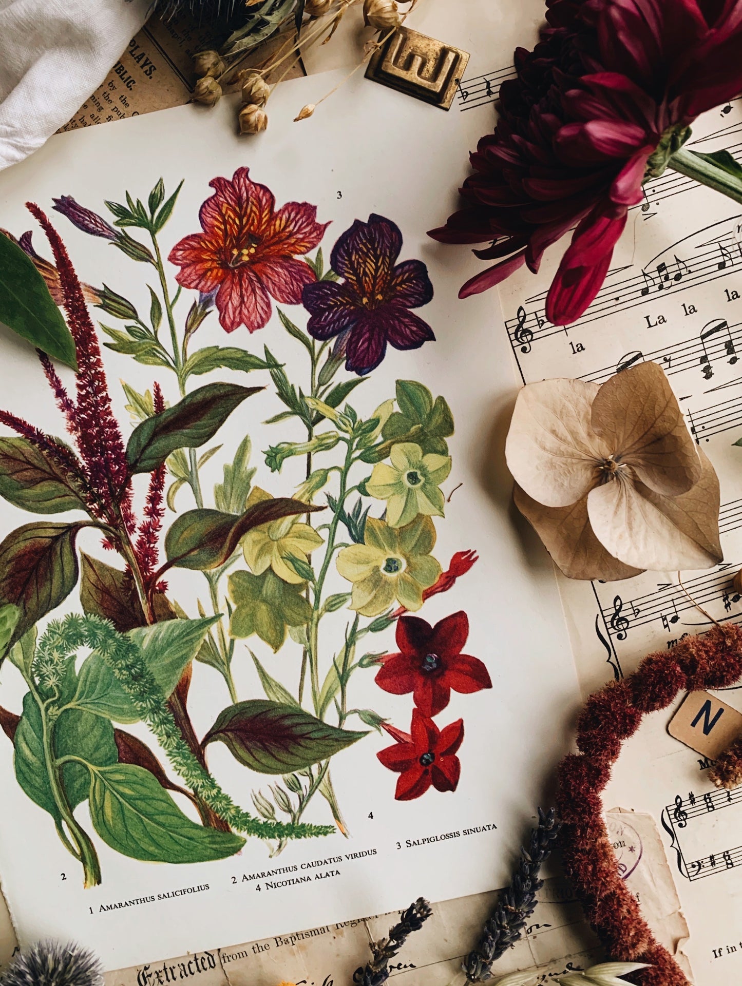 Vintage 1960’s Floral Bookplate ~ Amaranthus