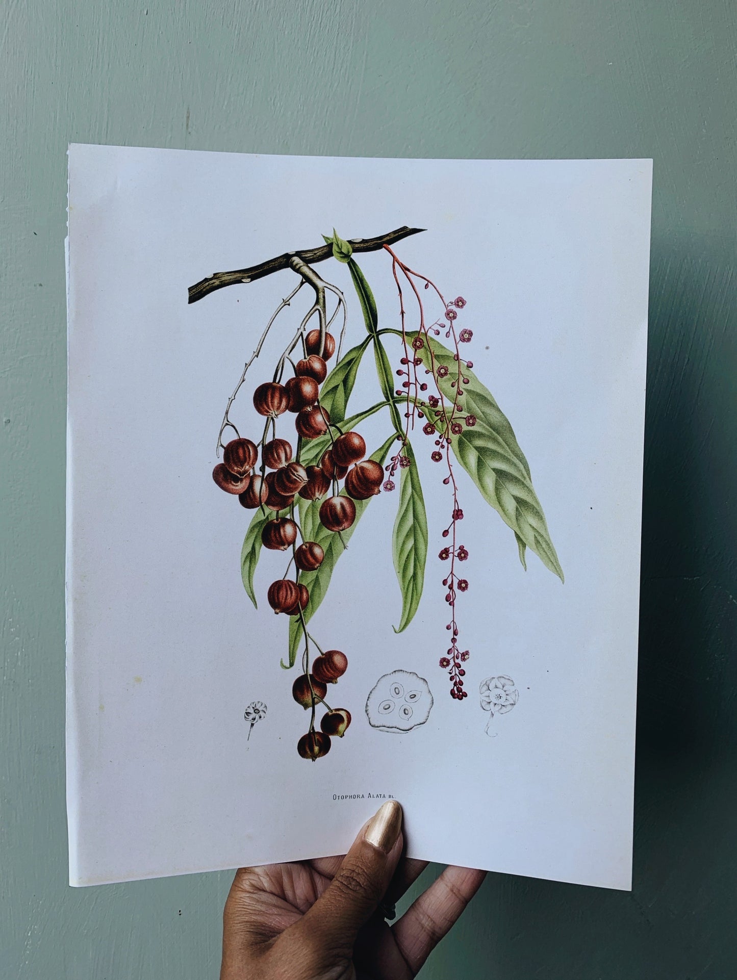 Vintage Style Botanic Print