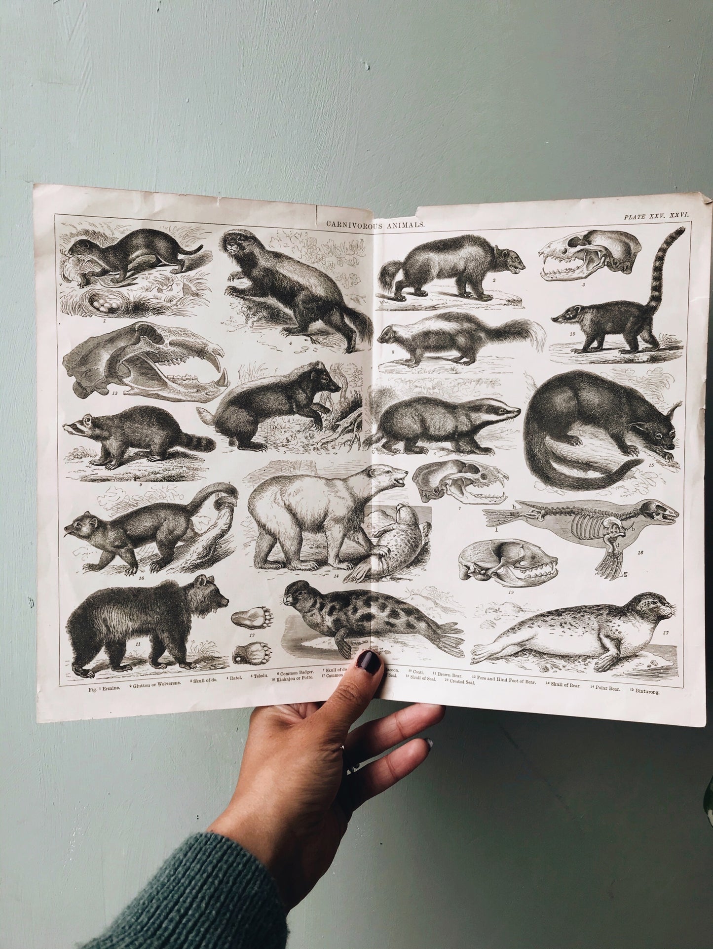 Extra Large Antique Carnivores Animals Bookplate