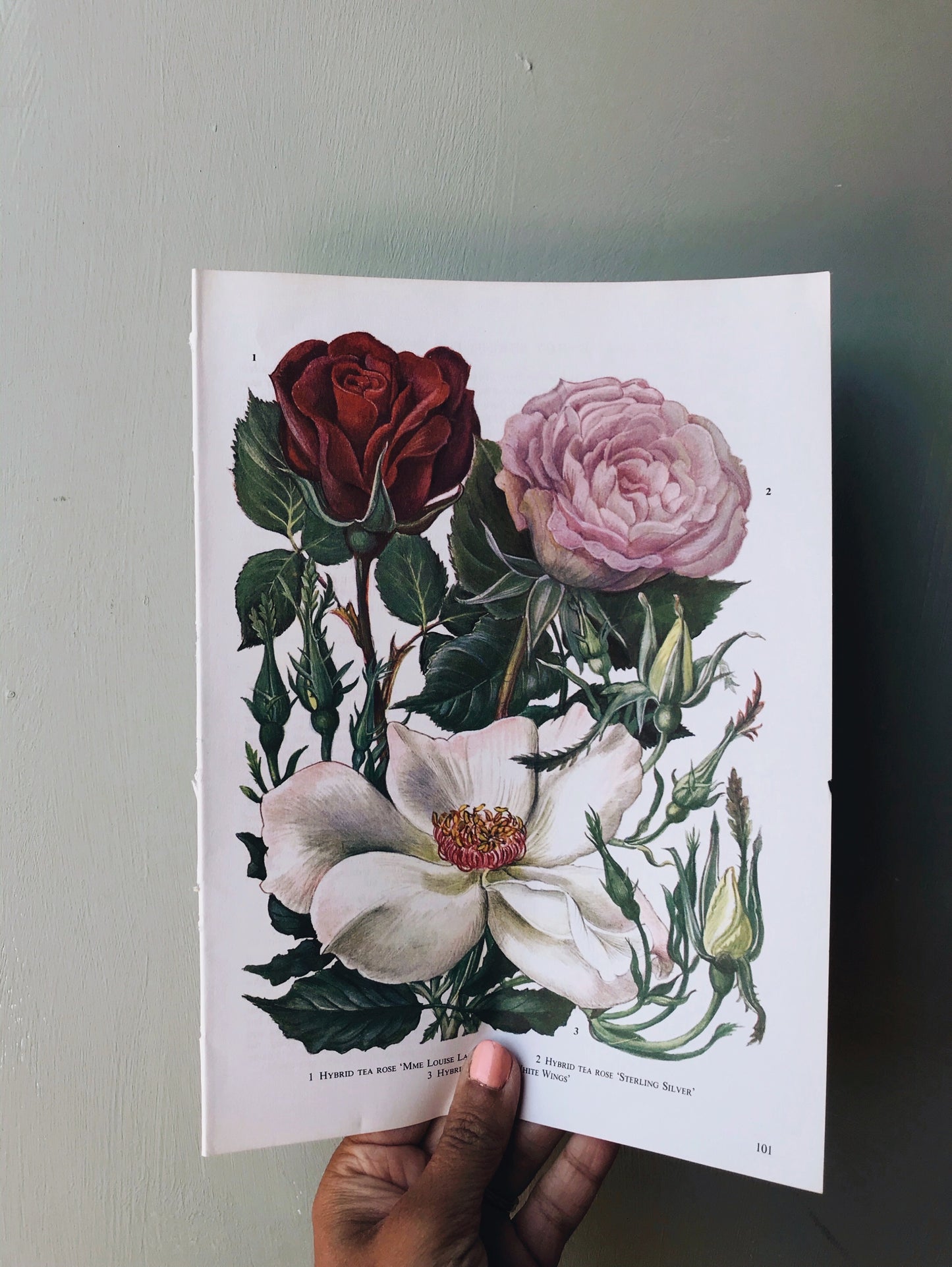 Two Vintage Rose Garden Bookplates