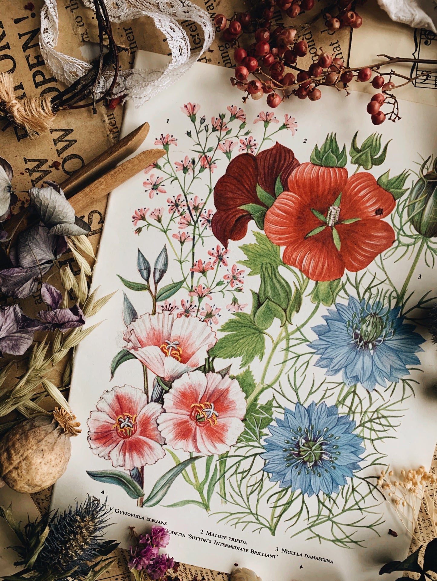 Vintage 1960’s Floral Garden Bookplate ~ Nigella damascena