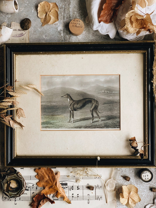 Antique Greyhound Dog Lithograph Framed